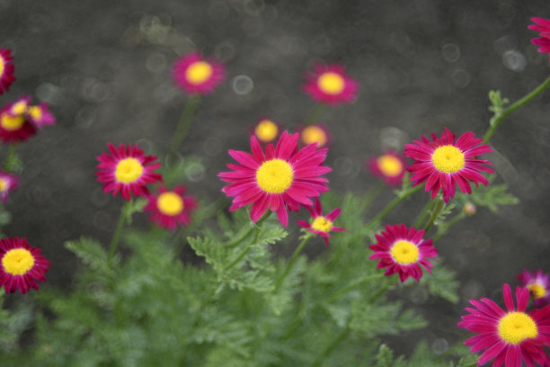 pyrethrum