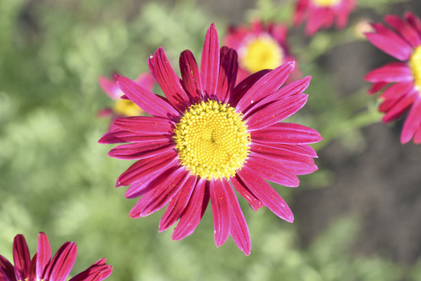 pyrethrum