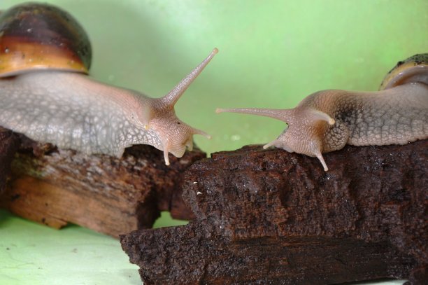 gastropod