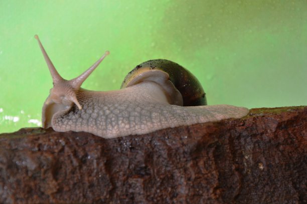 gastropod