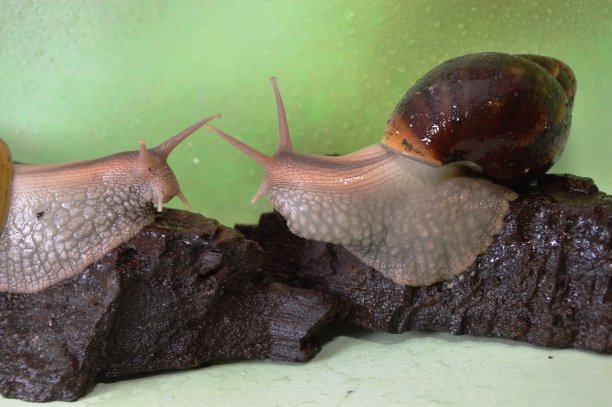 gastropod