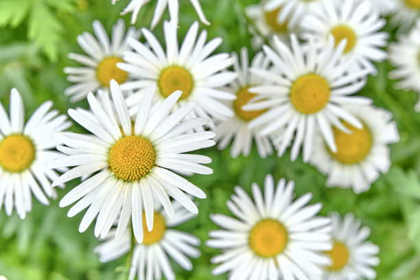 pyrethrum