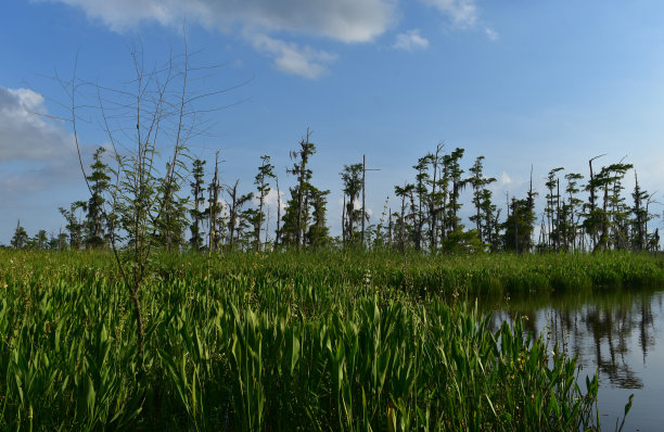 fen