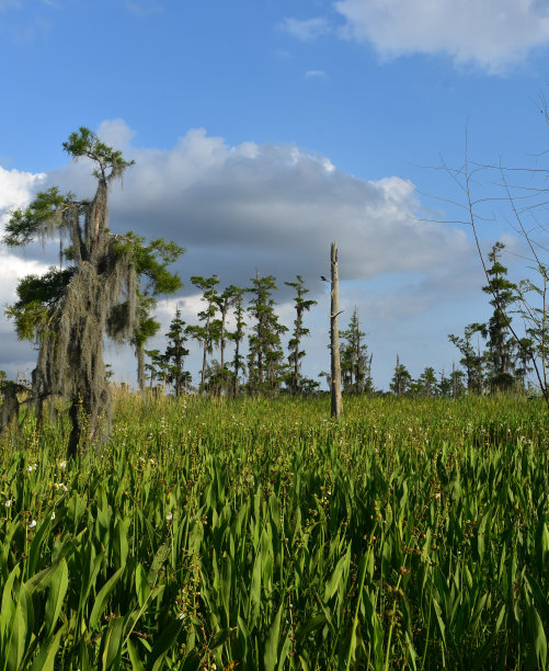 fen