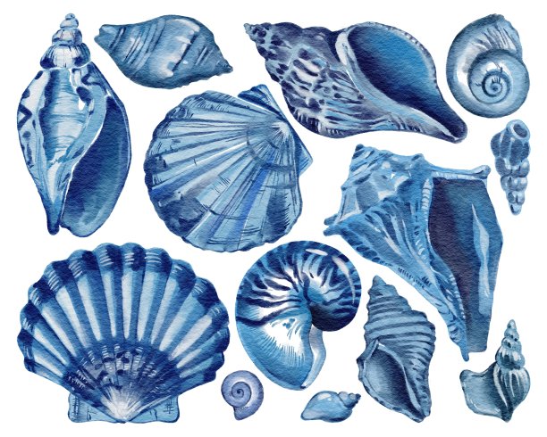 conch