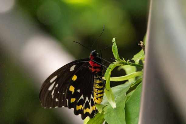ornithoptera