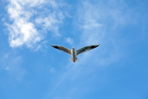 飞鸟蓝色大海壁纸