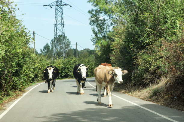 convoy