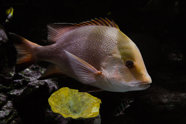 snapper