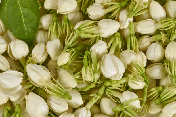 jasmine
