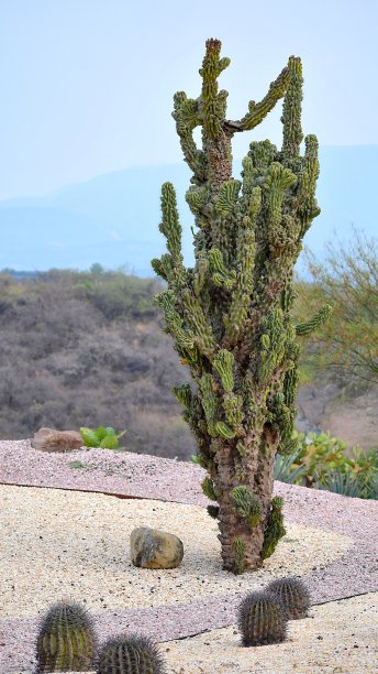 ocotillo
