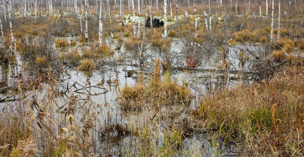 marsh