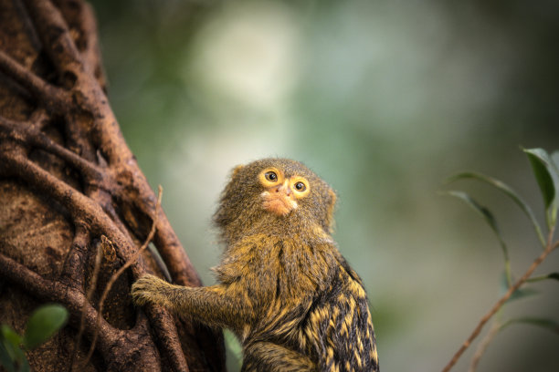 marmoset