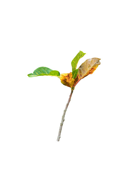 codiaeum