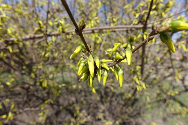 forsythia