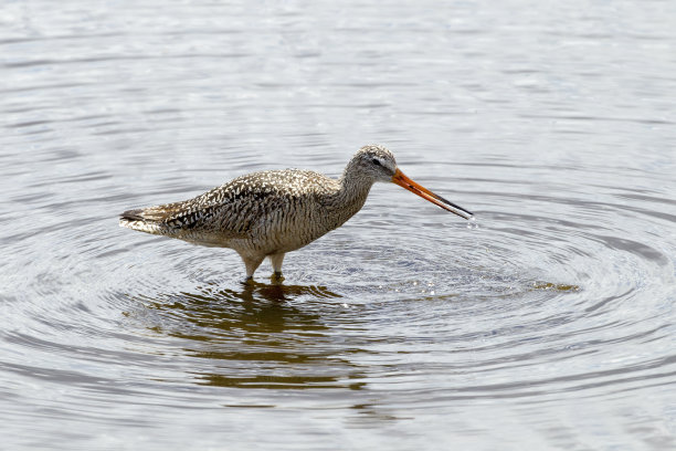 limosa