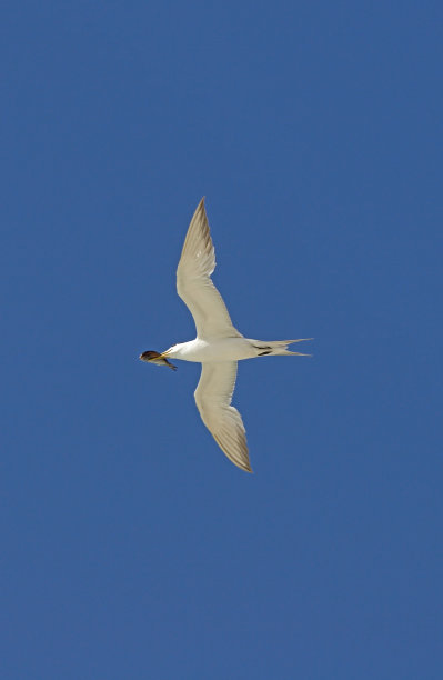 小tern