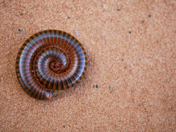 millipede