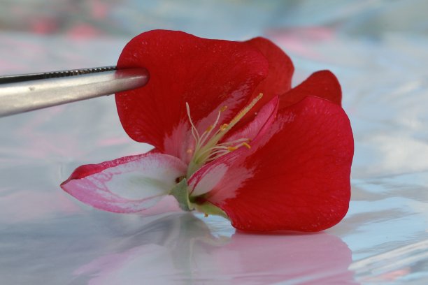 pollination