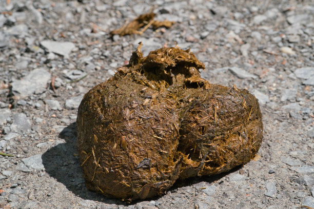 poo