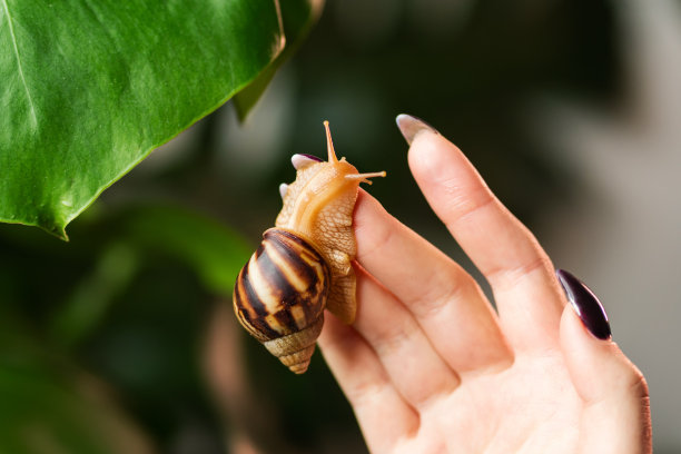 无脊椎动物标志