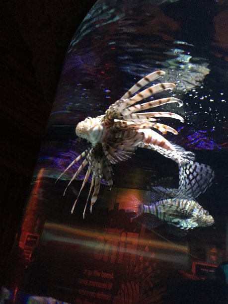 lionfish