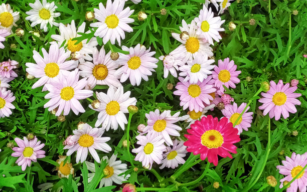 pyrethrum