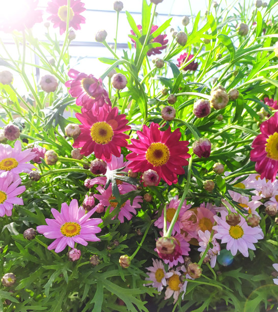pyrethrum