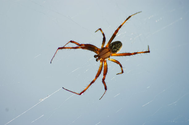 红web