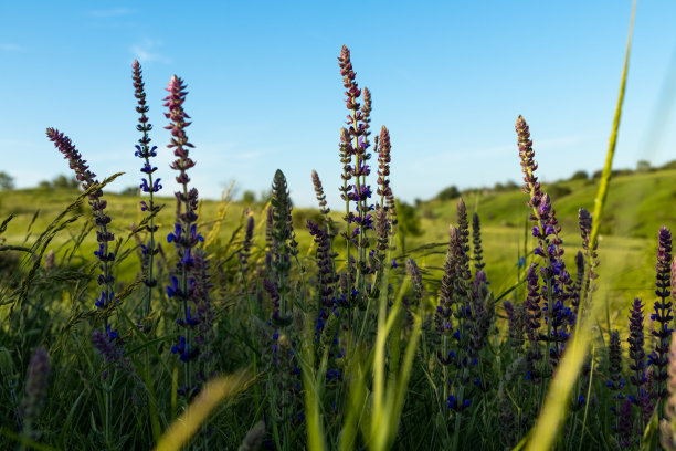 salvia