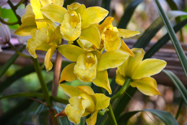 cymbidium