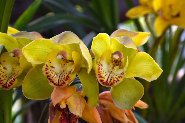 cymbidium