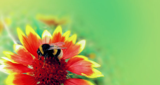 橙红色花朵条纹背景图案