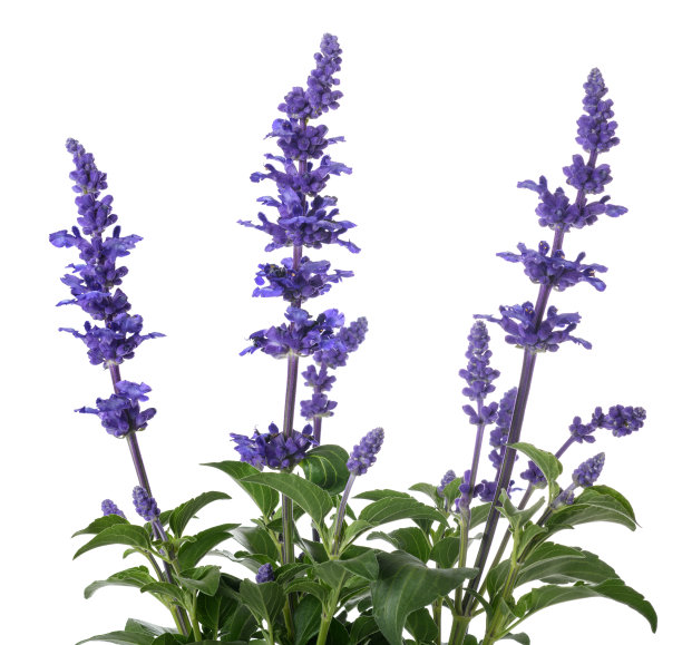 salvia