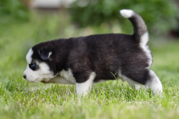 pedigree