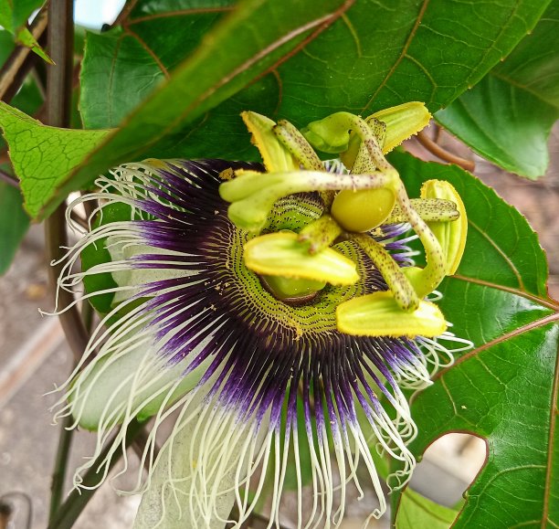 passiflora