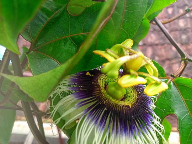 passiflora