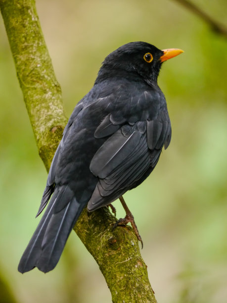 ornithology