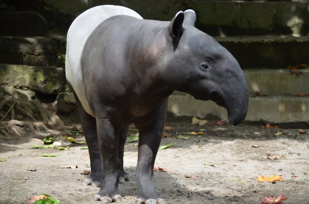 tapir