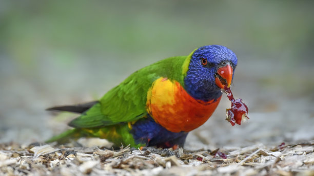 lorikeet