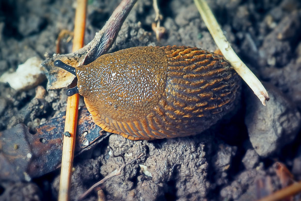 gastropod