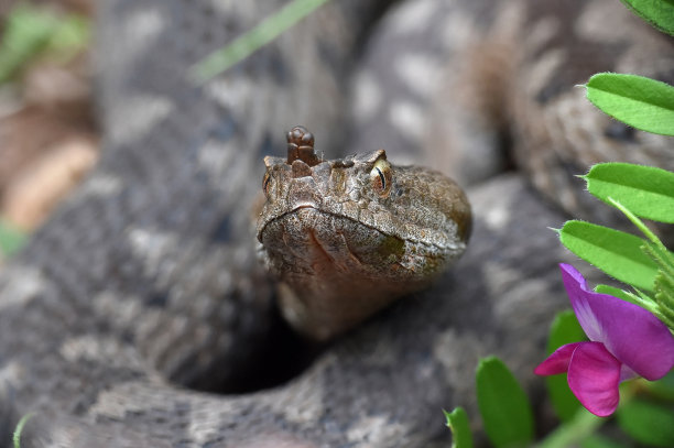 adders