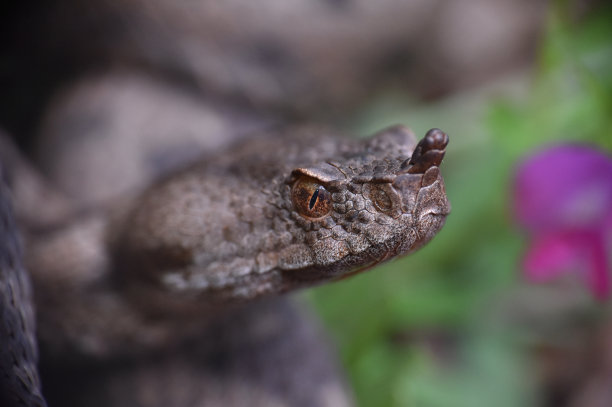 adders