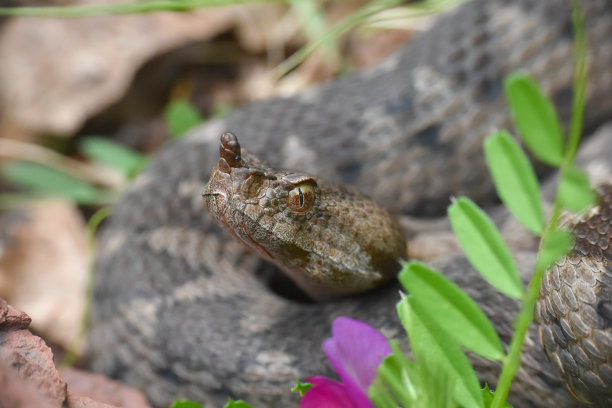 adders