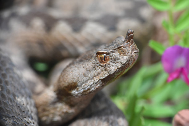 adders