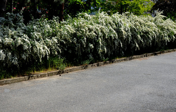 filipendula