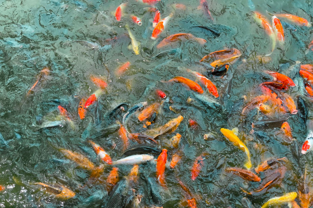 金鱼养殖红金鱼