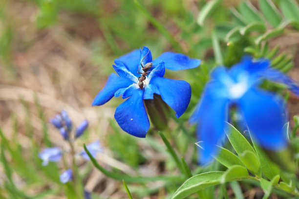 gentian