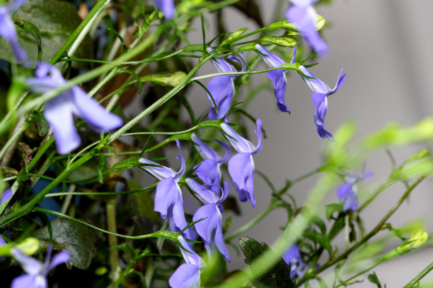 lobelia