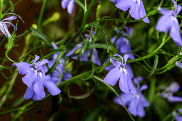 lobelia